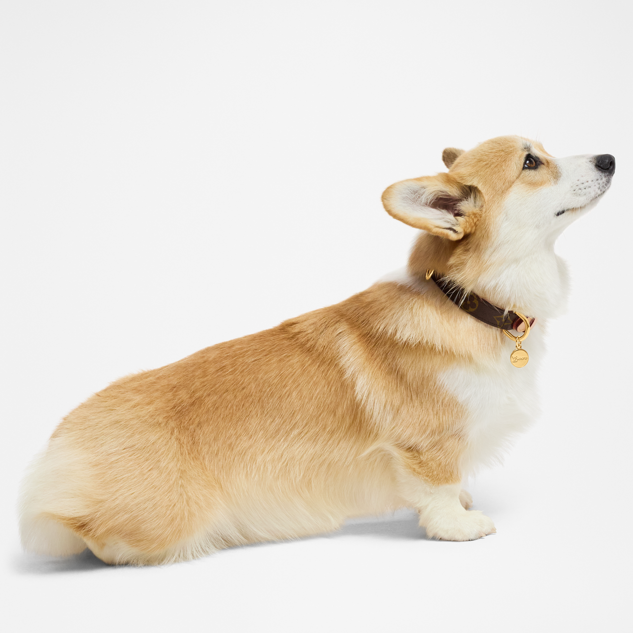 LOUIS VUITTON Dog / Cat Collars